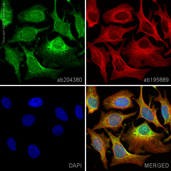 Immunocytochemistry/ Immunofluorescence - Alexa Fluor® 488 Anti-FACL4 antibody [EPR8640] (AB204380)