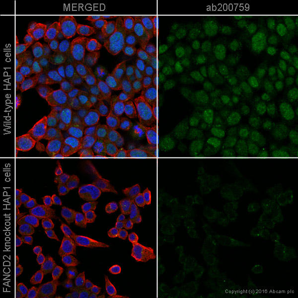 Immunocytochemistry/ Immunofluorescence - Alexa Fluor® 488 Anti-FANCD2 antibody [EPR2302] (AB200759), expandable thumbnail