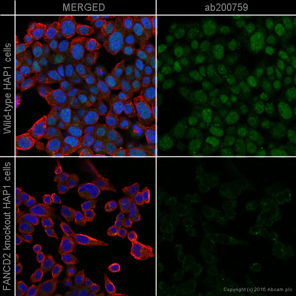 Immunocytochemistry/ Immunofluorescence - Alexa Fluor® 488 Anti-FANCD2 antibody [EPR2302] (AB200759)