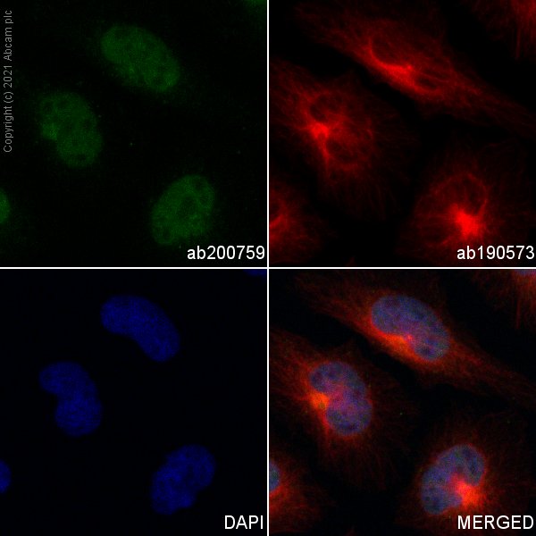 Immunocytochemistry/ Immunofluorescence - Alexa Fluor® 488 Anti-FANCD2 antibody [EPR2302] (AB200759), expandable thumbnail