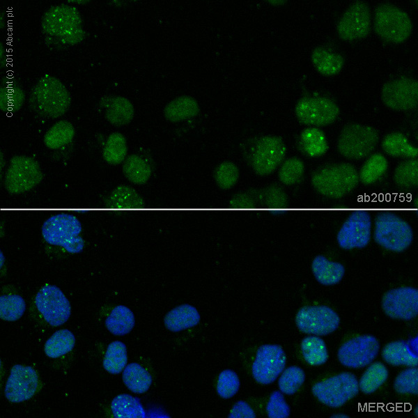 Immunocytochemistry/ Immunofluorescence - Alexa Fluor® 488 Anti-FANCD2 antibody [EPR2302] (AB200759), expandable thumbnail