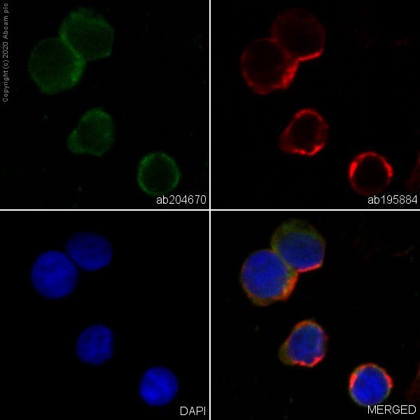 Immunocytochemistry/ Immunofluorescence - Alexa Fluor® 488 Anti-Fas antibody [EPR5700] (AB204670)