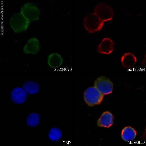 Immunocytochemistry/ Immunofluorescence - Alexa Fluor® 488 Anti-Fas antibody [EPR5700] (AB204670)