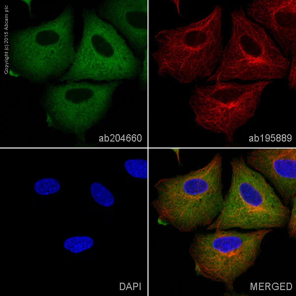 Immunocytochemistry/ Immunofluorescence - Alexa Fluor® 488 Anti-Fatty Acid Synthase antibody [EPR7465] (AB204660)