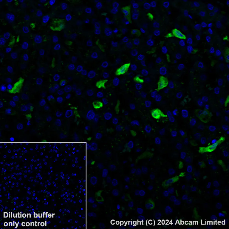 Immunohistochemistry (Formalin/PFA-fixed paraffin-embedded sections) - Alexa Fluor® 488 Anti-Ferritin Light Chain antibody [EPR26117-110] (AB321941)