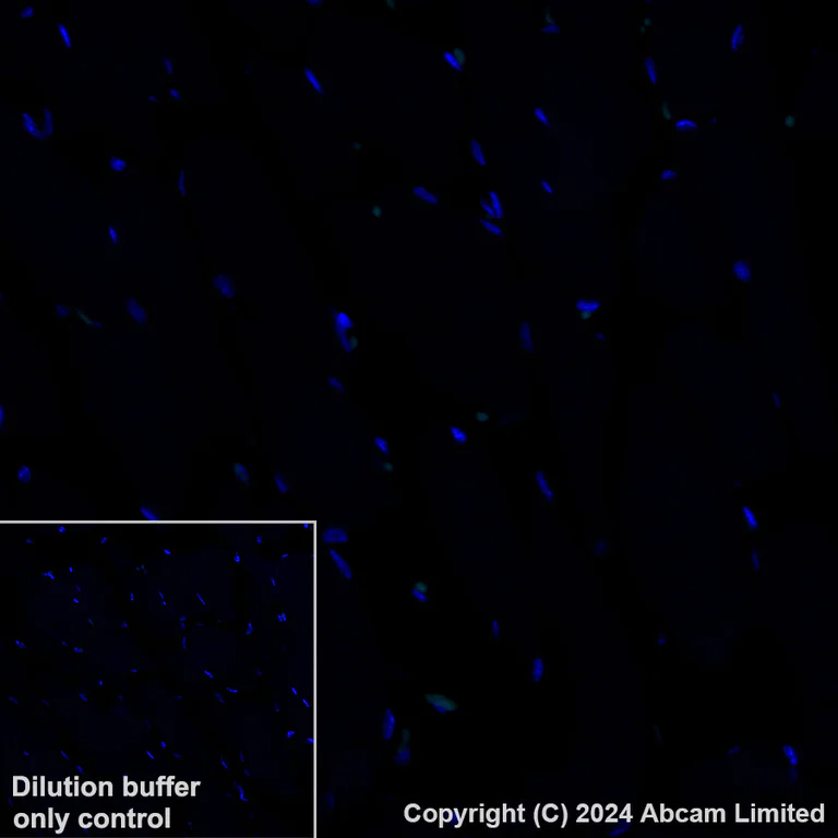 Immunohistochemistry (Formalin/PFA-fixed paraffin-embedded sections) - Alexa Fluor® 488 Anti-Ferritin Light Chain antibody [EPR26117-110] (AB321941)