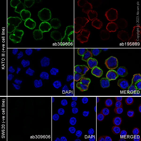 Immunocytochemistry/ Immunofluorescence - Alexa Fluor® 488 Anti-FGFR2 antibody [EPR24075-418] (AB309606)