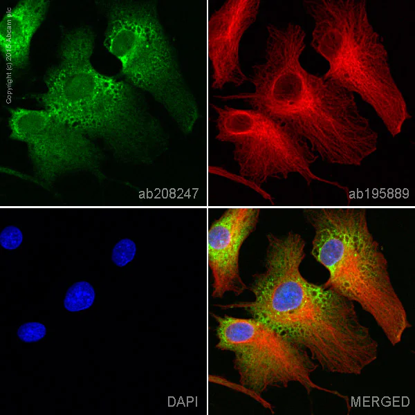 Immunocytochemistry/ Immunofluorescence - Alexa Fluor® 488 Anti-Fibrinogen beta chain antibody [EPR3083] (AB208247)