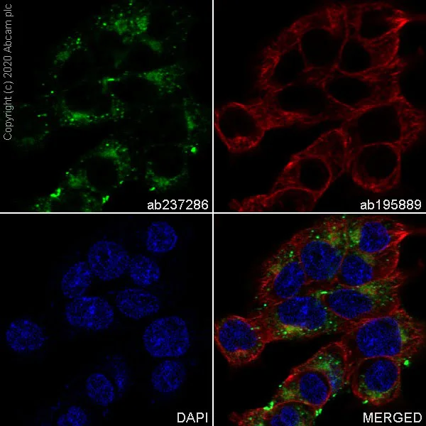 Immunocytochemistry/ Immunofluorescence - Alexa Fluor® 488 Anti-Fibronectin antibody [EPR19241-46] (AB237286)