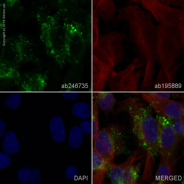 Immunocytochemistry/ Immunofluorescence - Alexa Fluor® 488 Anti-Fibronectin antibody [F14] (AB246735)