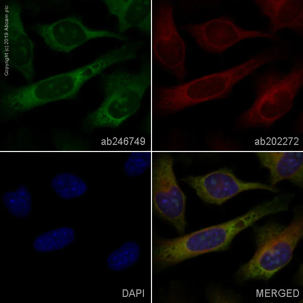 Immunocytochemistry/ Immunofluorescence - Alexa Fluor® 488 Anti-Filamin A antibody [EP2405Y] (AB246749)