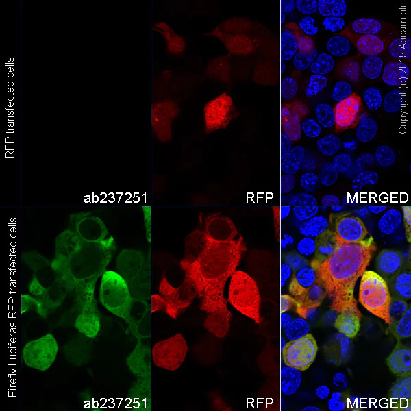Immunocytochemistry/ Immunofluorescence - Alexa Fluor® 488 Anti-Firefly Luciferase antibody [EPR17789] (AB237251)