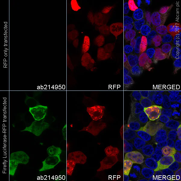 Immunocytochemistry/ Immunofluorescence - Alexa Fluor® 488 Anti-Firefly Luciferase antibody [EPR17790] (AB214950)