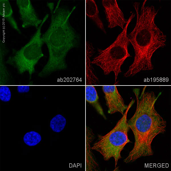 Immunocytochemistry/ Immunofluorescence - Alexa Fluor® 488 Anti-FKBP52 antibody [EPR6618] (AB202764)