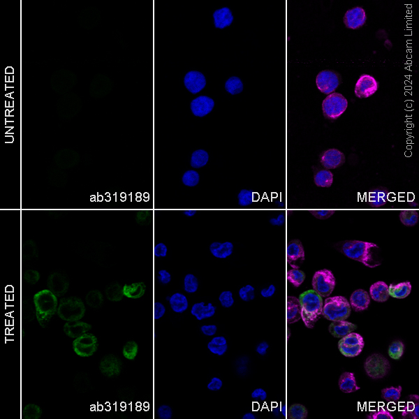 Immunocytochemistry/ Immunofluorescence - Alexa Fluor® 488 Anti-FLAP antibody [EPR27505-52] (AB319189), expandable thumbnail