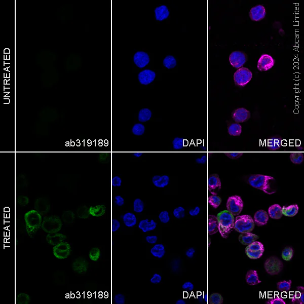 Immunocytochemistry/ Immunofluorescence - Alexa Fluor® 488 Anti-FLAP antibody [EPR27505-52] (AB319189)