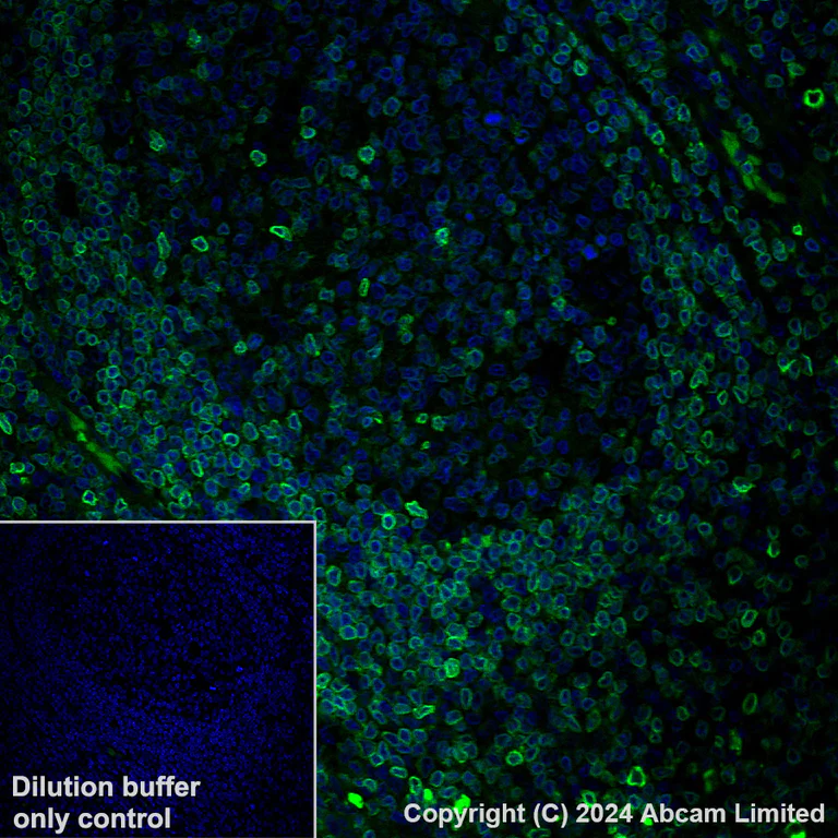 Immunohistochemistry (Formalin/PFA-fixed paraffin-embedded sections) - Alexa Fluor® 488 Anti-FLAP antibody [EPR27505-52] (AB319189)