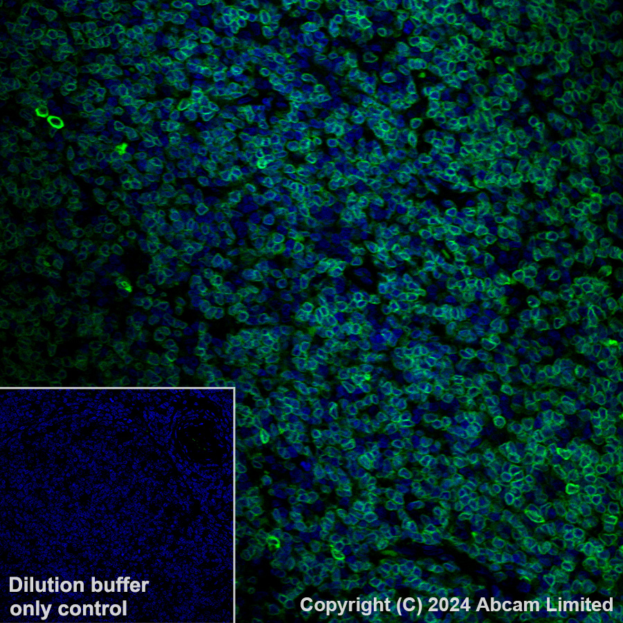 Immunohistochemistry (Formalin/PFA-fixed paraffin-embedded sections) - Alexa Fluor® 488 Anti-FLAP antibody [EPR27505-52] (AB319189), expandable thumbnail