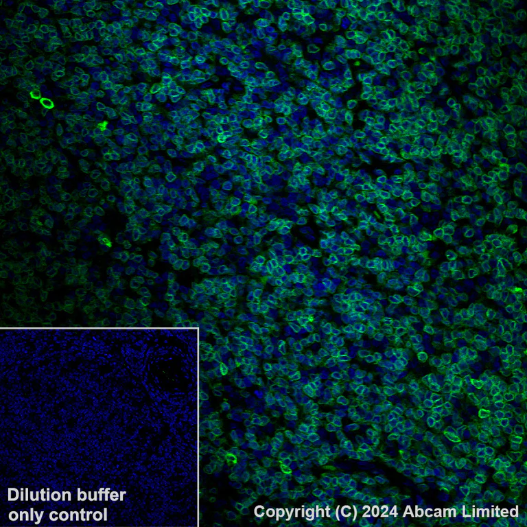 Immunohistochemistry (Formalin/PFA-fixed paraffin-embedded sections) - Alexa Fluor® 488 Anti-FLAP antibody [EPR27505-52] (AB319189)