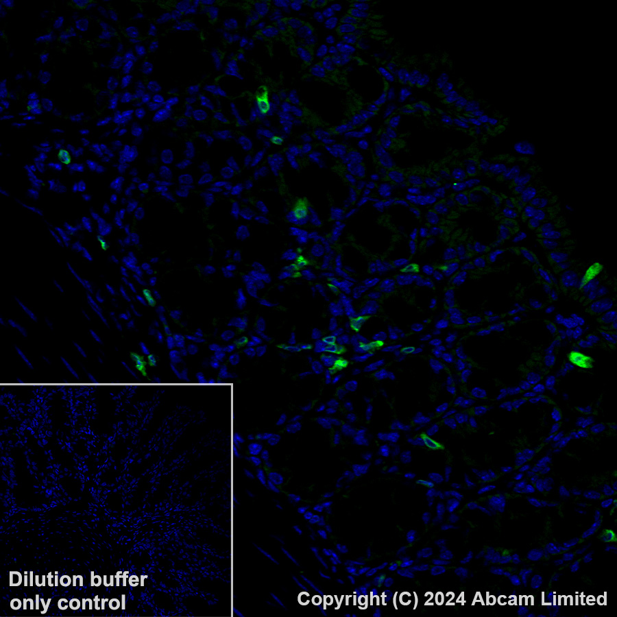 Immunohistochemistry (Formalin/PFA-fixed paraffin-embedded sections) - Alexa Fluor® 488 Anti-FLAP antibody [EPR27505-52] (AB319189), expandable thumbnail