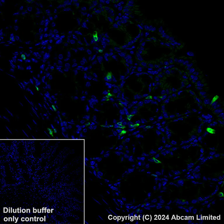 Immunohistochemistry (Formalin/PFA-fixed paraffin-embedded sections) - Alexa Fluor® 488 Anti-FLAP antibody [EPR27505-52] (AB319189)