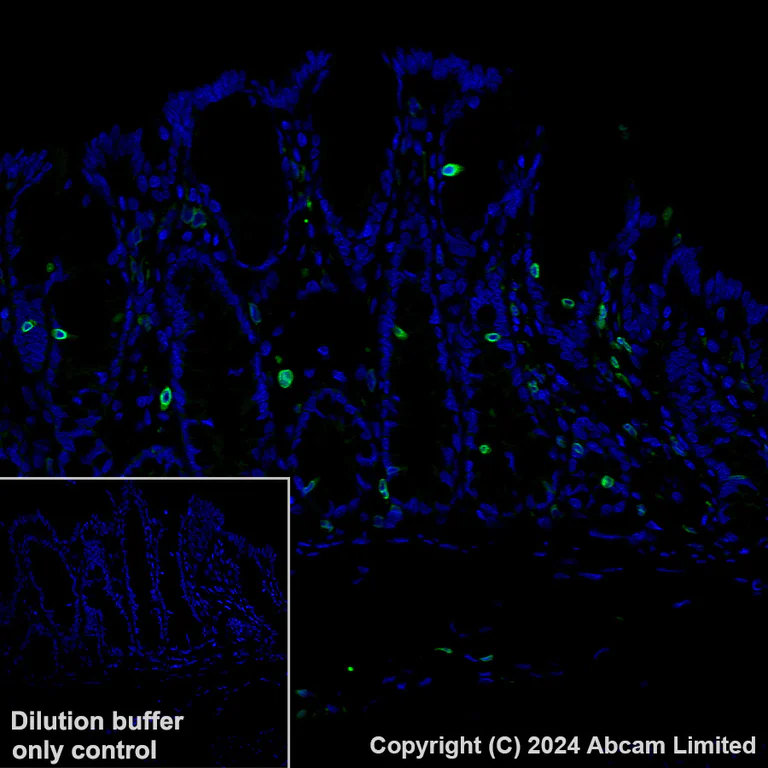 Immunohistochemistry (Formalin/PFA-fixed paraffin-embedded sections) - Alexa Fluor® 488 Anti-FLAP antibody [EPR27505-52] (AB319189)