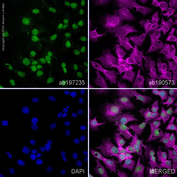 Immunocytochemistry/ Immunofluorescence - Alexa Fluor® 488 Anti-FOXA1 + FOXA2 + FOXA3 antibody [EPR10881] (AB197235)