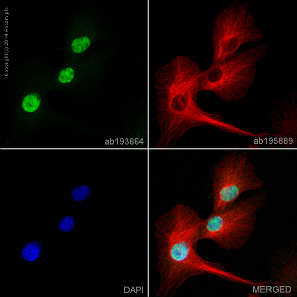 Immunocytochemistry/ Immunofluorescence - Alexa Fluor® 488 Anti-FOXA2 antibody [EPR4466] (AB193864)