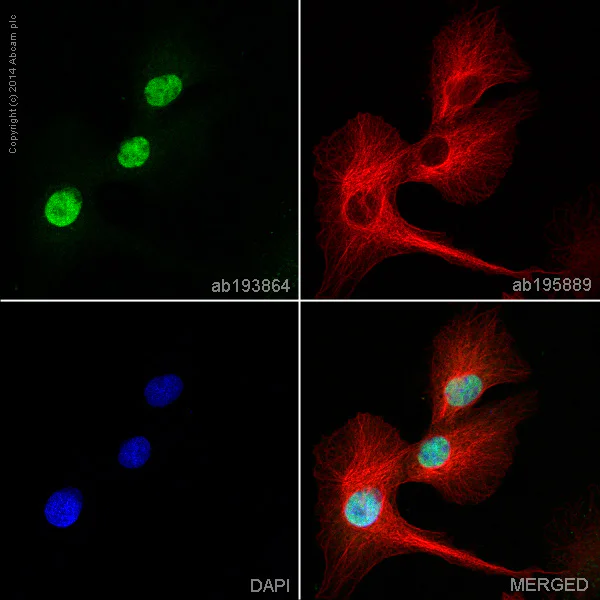 Immunocytochemistry/ Immunofluorescence - Alexa Fluor® 488 Anti-FOXA2 antibody [EPR4466] (AB193864)