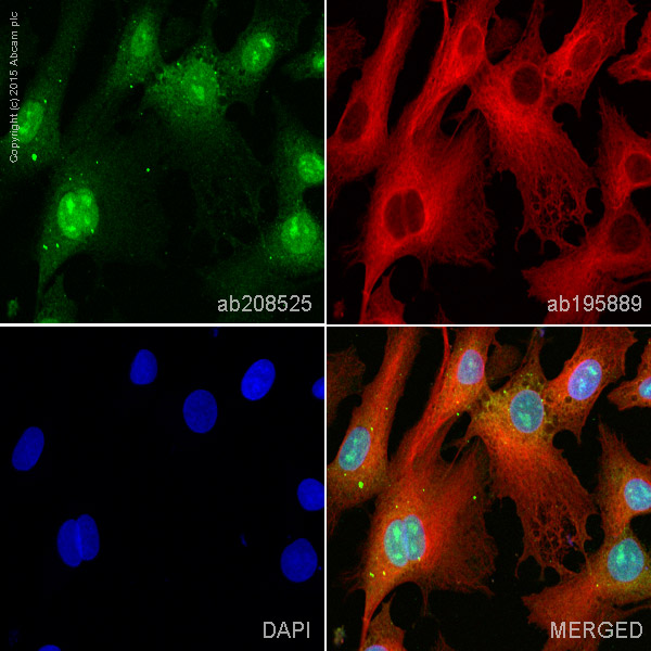 Immunocytochemistry/ Immunofluorescence - Alexa Fluor® 488 Anti-FOXO4/AFX antibody [EPR5442] (AB208525), expandable thumbnail