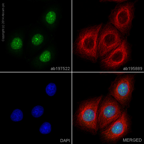 Immunocytochemistry/ Immunofluorescence - Alexa Fluor® 488 Anti-FOXP1 antibody [EPR4113] (AB197522)