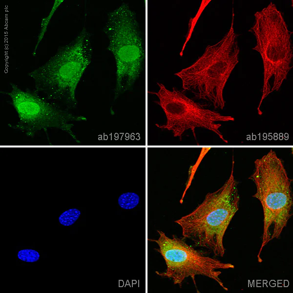Immunocytochemistry/ Immunofluorescence - Alexa Fluor® 488 Anti-Frataxin antibody [17A11] (AB197963)