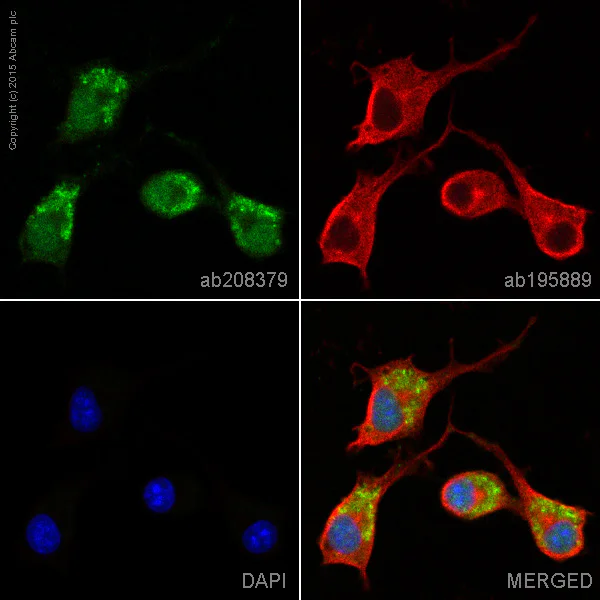 Immunocytochemistry/ Immunofluorescence - Alexa Fluor® 488 Anti-Fyn antibody [EPR5500] (AB208391)