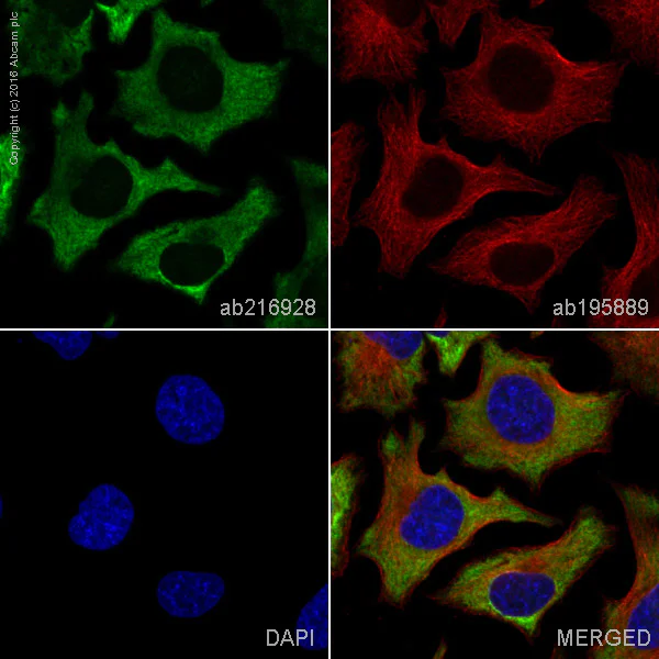 Immunocytochemistry/ Immunofluorescence - Alexa Fluor® 488 Anti-G3BP antibody [EPR13985(B)] (AB216928)