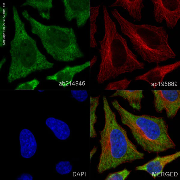Immunocytochemistry/ Immunofluorescence - Alexa Fluor® 488 Anti-G3BP antibody [EPR13986(B)] (AB214946)