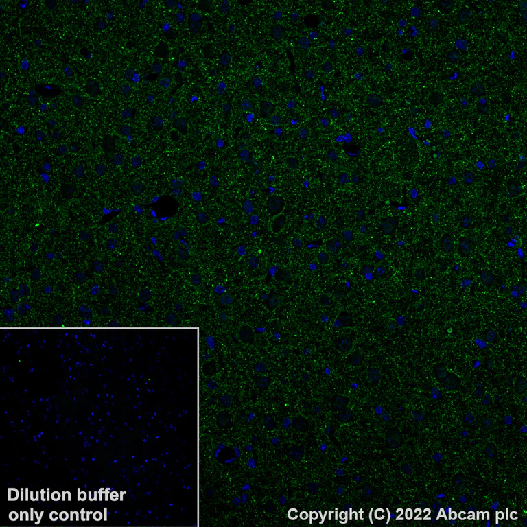 Immunohistochemistry (Formalin/PFA-fixed paraffin-embedded sections) - Alexa Fluor® 488 Anti-GAD65 antibody [EPR22952-70] (AB307129)