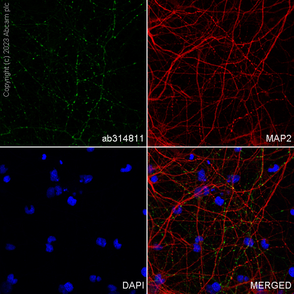 Immunocytochemistry/ Immunofluorescence - Alexa Fluor® 488 Anti-GAD65 + GAD67 antibody [EPR19366] (AB314811), expandable thumbnail