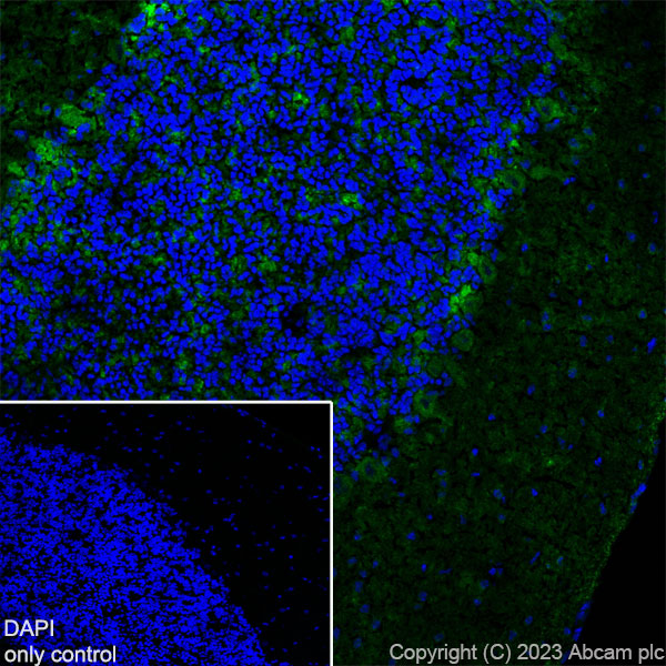 Immunohistochemistry (Formalin/PFA-fixed paraffin-embedded sections) - Alexa Fluor® 488 Anti-GAD65 + GAD67 antibody [EPR19366] (AB314811), expandable thumbnail