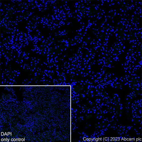 Immunohistochemistry (Formalin/PFA-fixed paraffin-embedded sections) - Alexa Fluor® 488 Anti-GAD65 + GAD67 antibody [EPR19366] (AB314811)