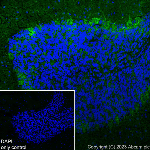 Immunohistochemistry (Formalin/PFA-fixed paraffin-embedded sections) - Alexa Fluor® 488 Anti-GAD65 + GAD67 antibody [EPR19366] (AB314811), expandable thumbnail