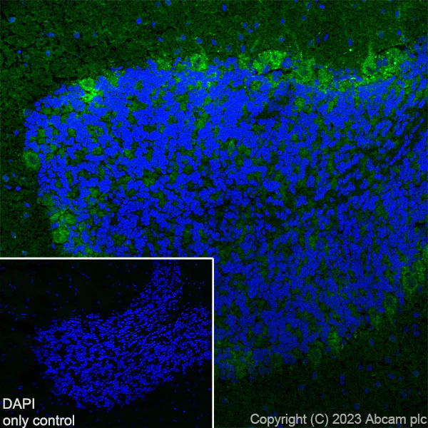 Immunohistochemistry (Formalin/PFA-fixed paraffin-embedded sections) - Alexa Fluor® 488 Anti-GAD65 + GAD67 antibody [EPR19366] (AB314811)