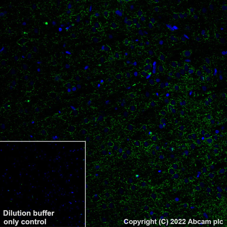 Immunohistochemistry (Formalin/PFA-fixed paraffin-embedded sections) - Alexa Fluor® 488 Anti-GAD67/GAD1 antibody [EPR20578] (AB307854)