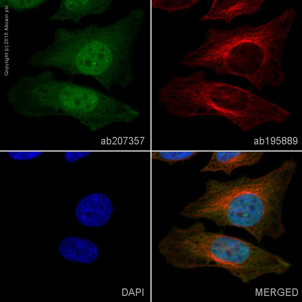 Immunocytochemistry/ Immunofluorescence - Alexa Fluor® 488 Anti-Galectin 3 antibody [EPR2774] (AB207357)