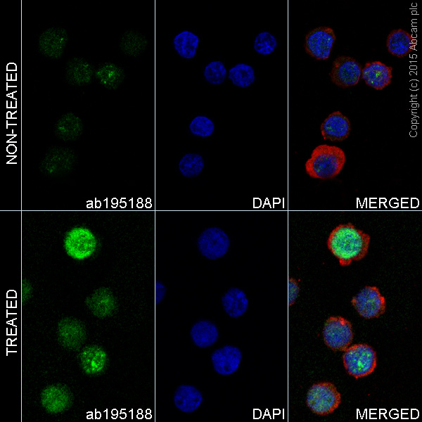 Immunocytochemistry/ Immunofluorescence - Alexa Fluor® 488 Anti-gamma H2A.X (phospho S139) antibody [EP854(2)Y] (AB195188), expandable thumbnail