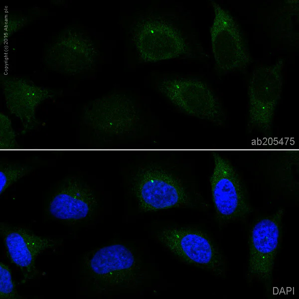 Immunocytochemistry/ Immunofluorescence - Alexa Fluor® 488 Anti-gamma Tubulin antibody [EPR16793] - Centrosome Marker (AB205475)