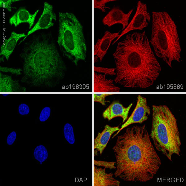 Immunocytochemistry/ Immunofluorescence - Alexa Fluor® 488 Anti-GAPDH antibody [3E8AD9] (AB198305)