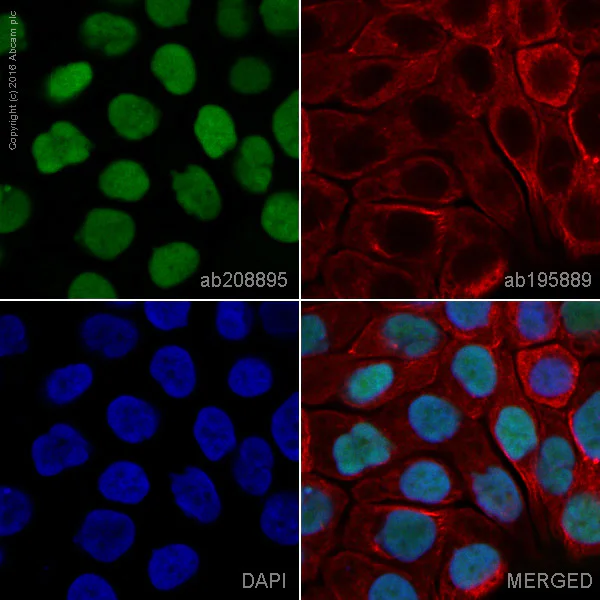 Immunocytochemistry/ Immunofluorescence - Alexa Fluor® 488 Anti-GATA3 antibody [EPR16651] (AB208895)