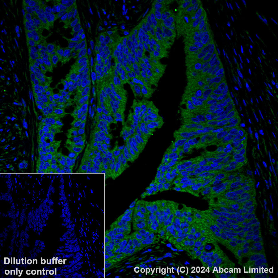 Immunohistochemistry (Formalin/PFA-fixed paraffin-embedded sections) - Alexa Fluor® 488 Anti-GBP1 antibody [EPR8285] (AB320704), expandable thumbnail