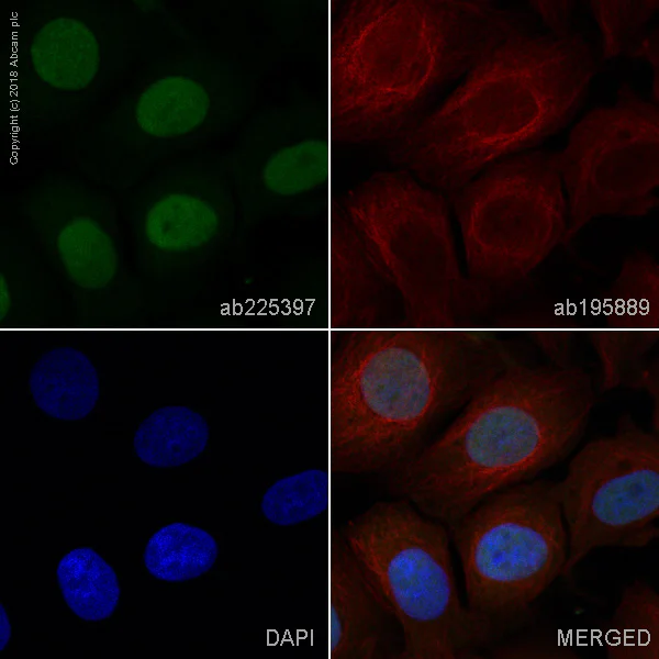 Immunocytochemistry/ Immunofluorescence - Alexa Fluor® 488 Anti-Geminin antibody [EPR14637] (AB225397)