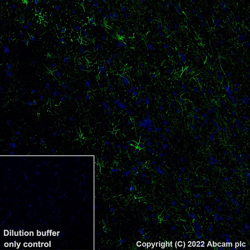Immunohistochemistry (Formalin/PFA-fixed paraffin-embedded sections) - Alexa Fluor® 488 Anti-GFAP antibody [EP672Y] - Astrocyte marker (AB302977)
